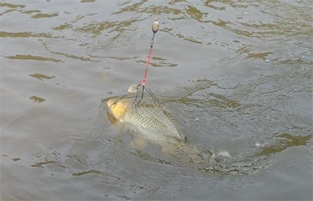 鉤釣鯉魚爆炸餌怎么用_野釣鯉魚爆炸鉤_爆炸鉤釣鯉魚