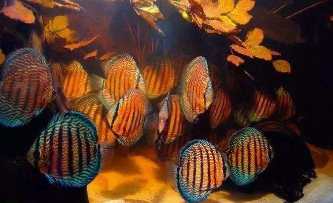 神仙七彩魚圖片_七彩神仙_神仙七彩魚壽命是多少