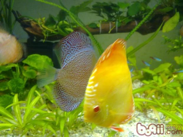 神仙七彩魚_七彩神仙_神仙七彩魚搭配什么魚