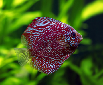 七彩神仙_神仙七彩魚好不好養_神仙七彩魚