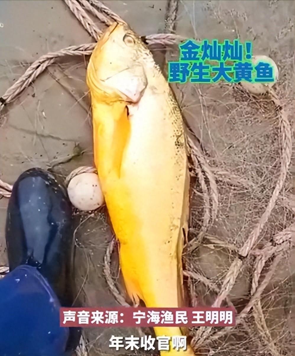 黃花魚大黃魚_大黃花魚_黃花魚大的貴還是小的貴