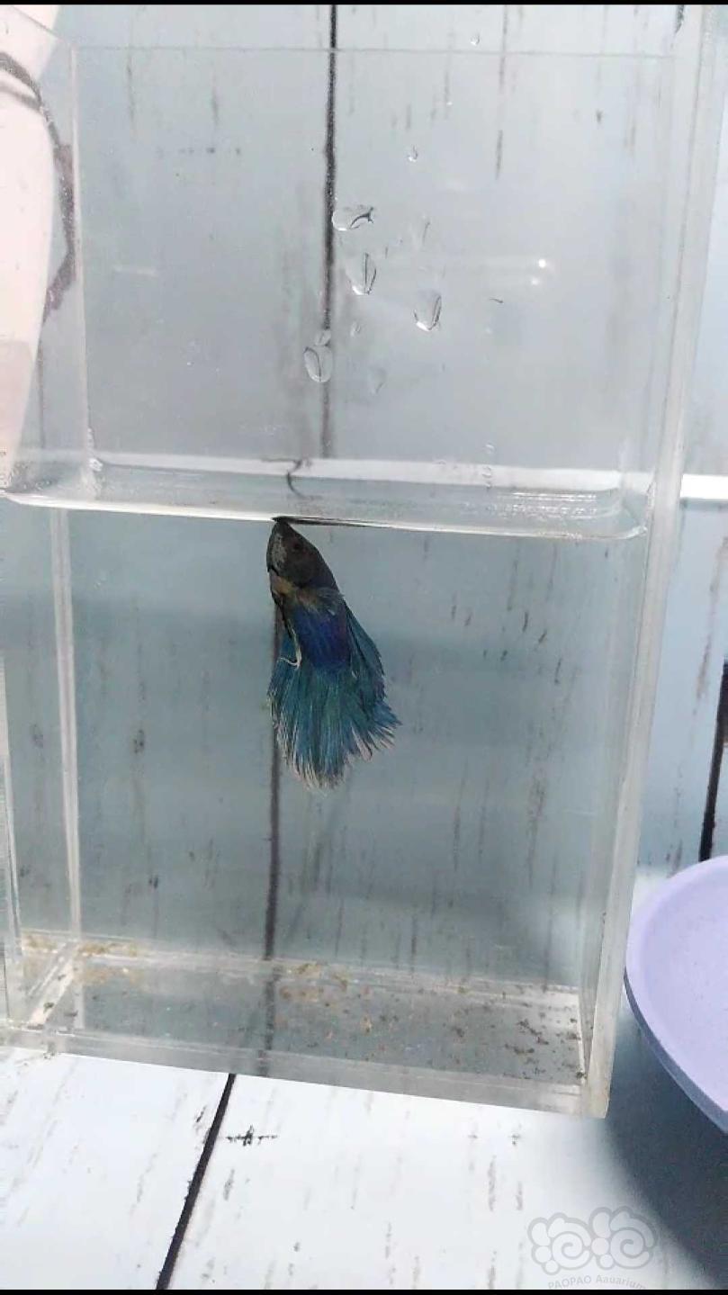 斗魚獅王和半月哪個兇_獅王斗魚_斗魚獅王和半月能繁殖嗎