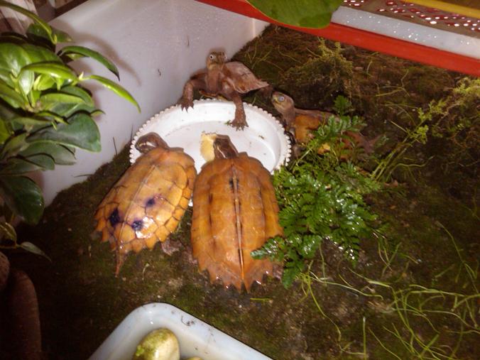 楓葉龜飼養_楓葉龜種龜_楓葉龜水養