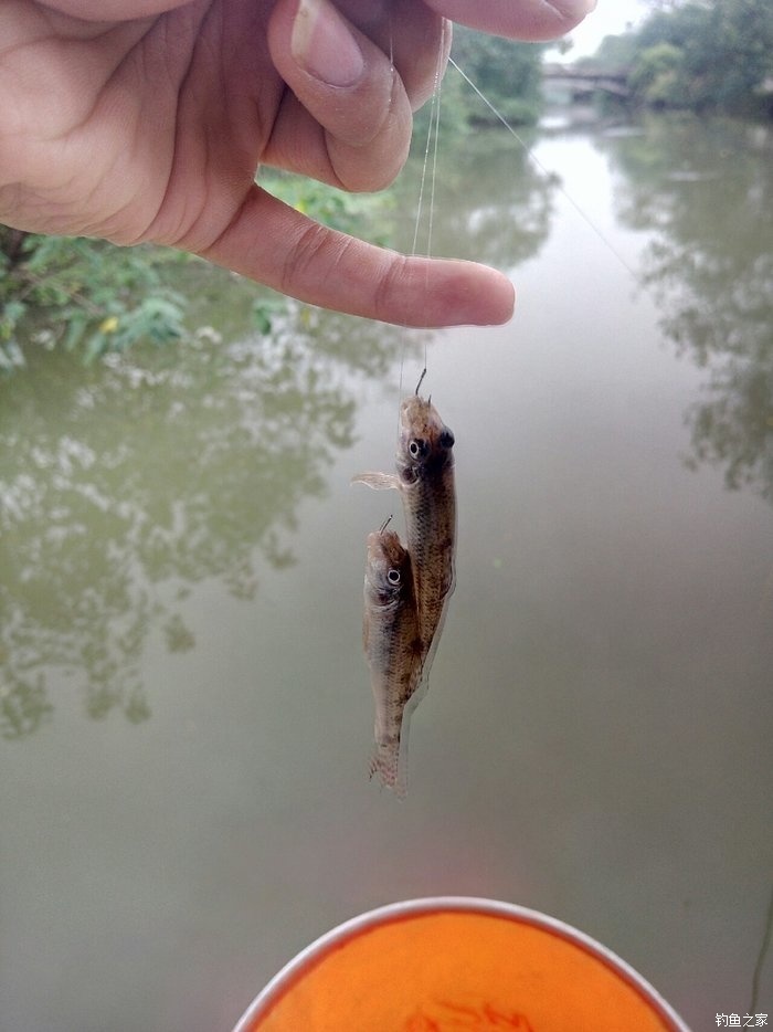 埃及塘鲺多少錢一斤_埃及塘鲺_埃及塘鲺和鯰魚有什么區別