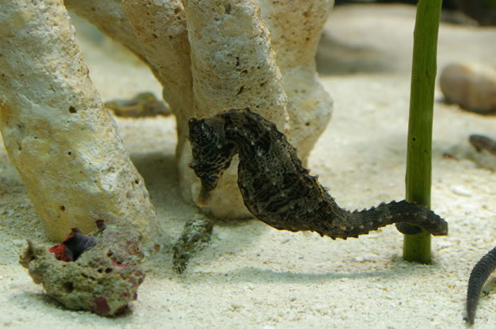 海馬生活的海域_海馬生存在哪里_海馬生活在什么地方