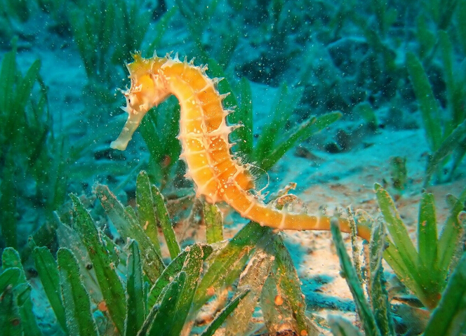 海馬生活的海域_海馬生活在什么地方_海馬生存在哪里