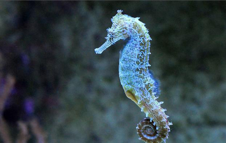 海馬生活的海域_海馬生存在哪里_海馬生活在什么地方