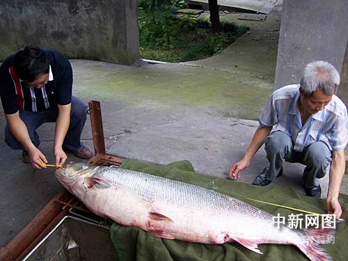 鴨嘴鱘魚 錢報記者陪你一起“惡補”一下