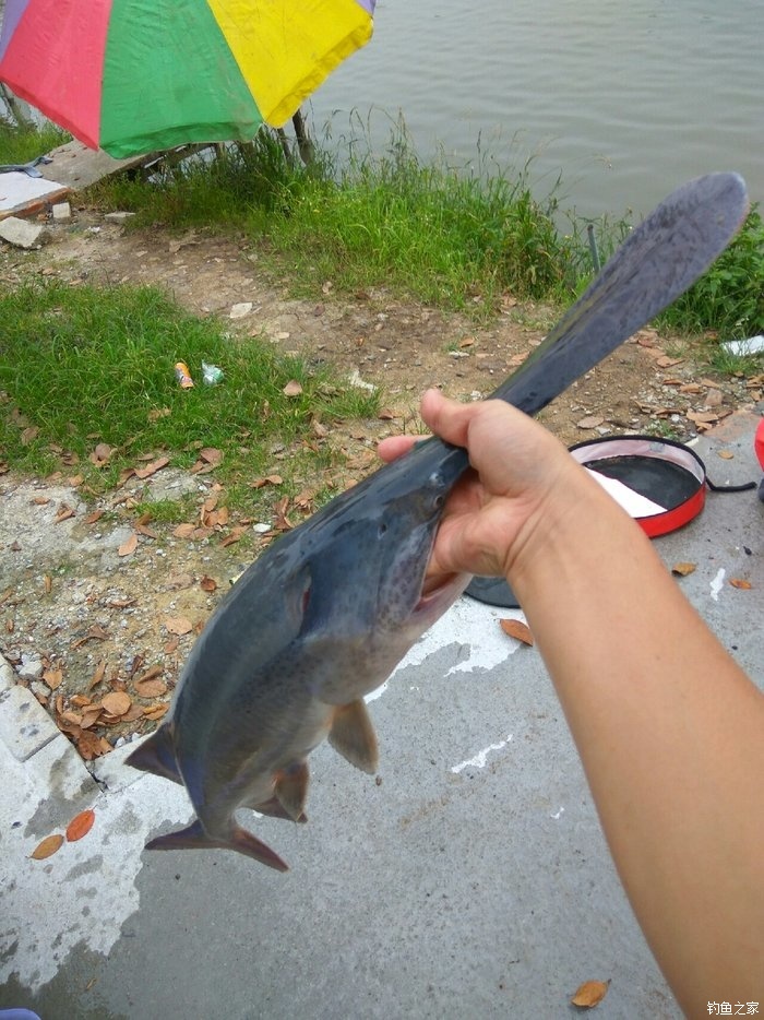 鴨嘴鱘魚養殖條件_鴨嘴鱘魚_鴨嘴鱘魚圖片