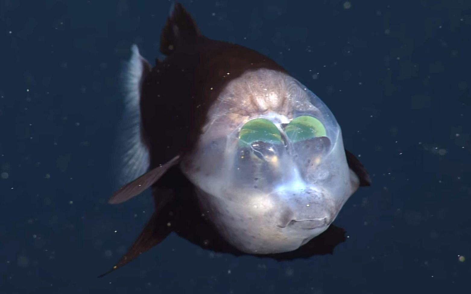 常見深海魚種類_深海常見魚種_常見的深海魚