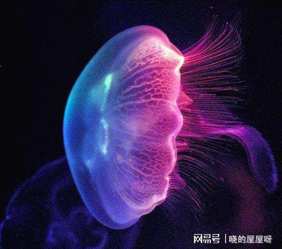燈塔水母長壽的原因_燈塔水母有生命周期嗎_燈塔水母的壽命