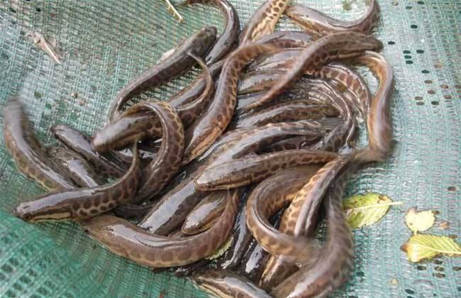 養殖黑魚喂什么飼料_黑魚養殖_養殖黑魚需要注意什么