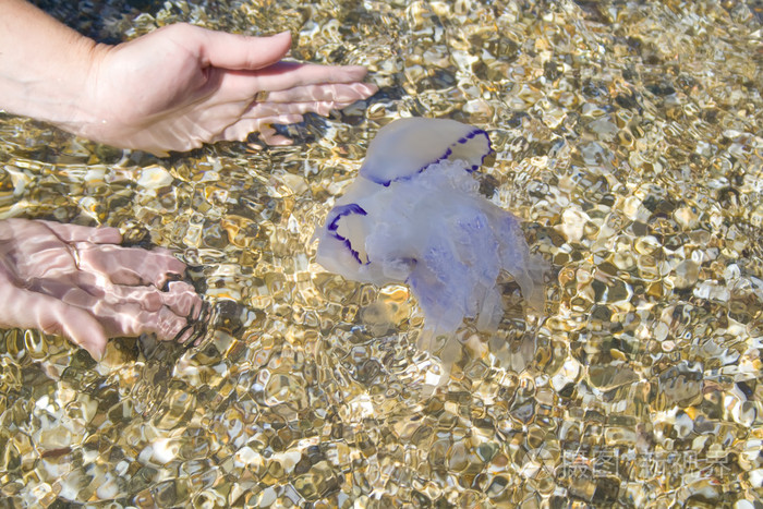 海蜇是水母嗎_水母海蜇皮_水母和海蜇怎么區分哪種能吃