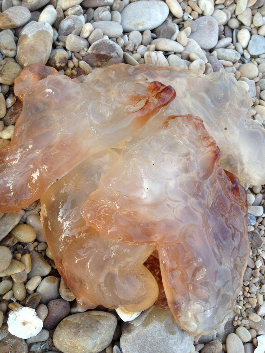 海蜇是水母嗎_水母和海蜇怎么區分哪種能吃_水母海蜇皮