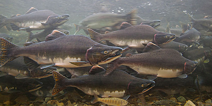 鮭魚是大馬哈魚嗎_鮭魚_鮭魚圖片