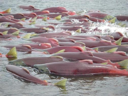 鮭魚_鮭魚圖片_鮭魚是大馬哈魚嗎