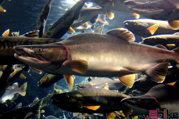 鮭魚是大馬哈魚嗎_鮭魚圖片_鮭魚