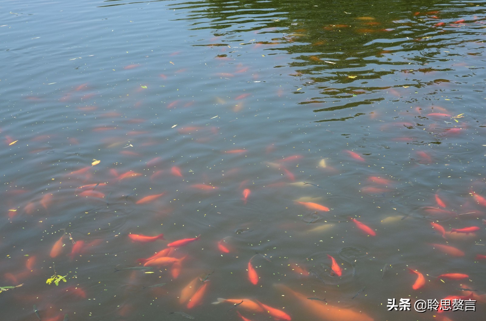 “魚梯”是如何幫助魚們洄游的呢？