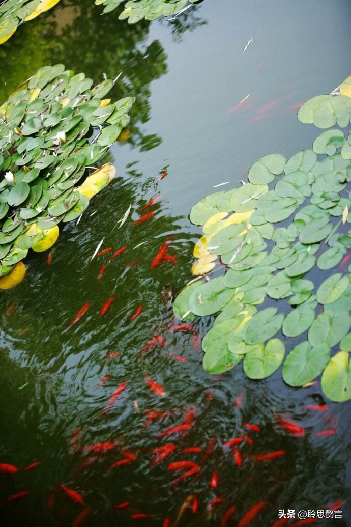 鮭魚_鮭魚圖片_鮭魚是三文魚嗎