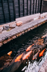 鮭魚_鮭魚是三文魚嗎_鮭魚圖片