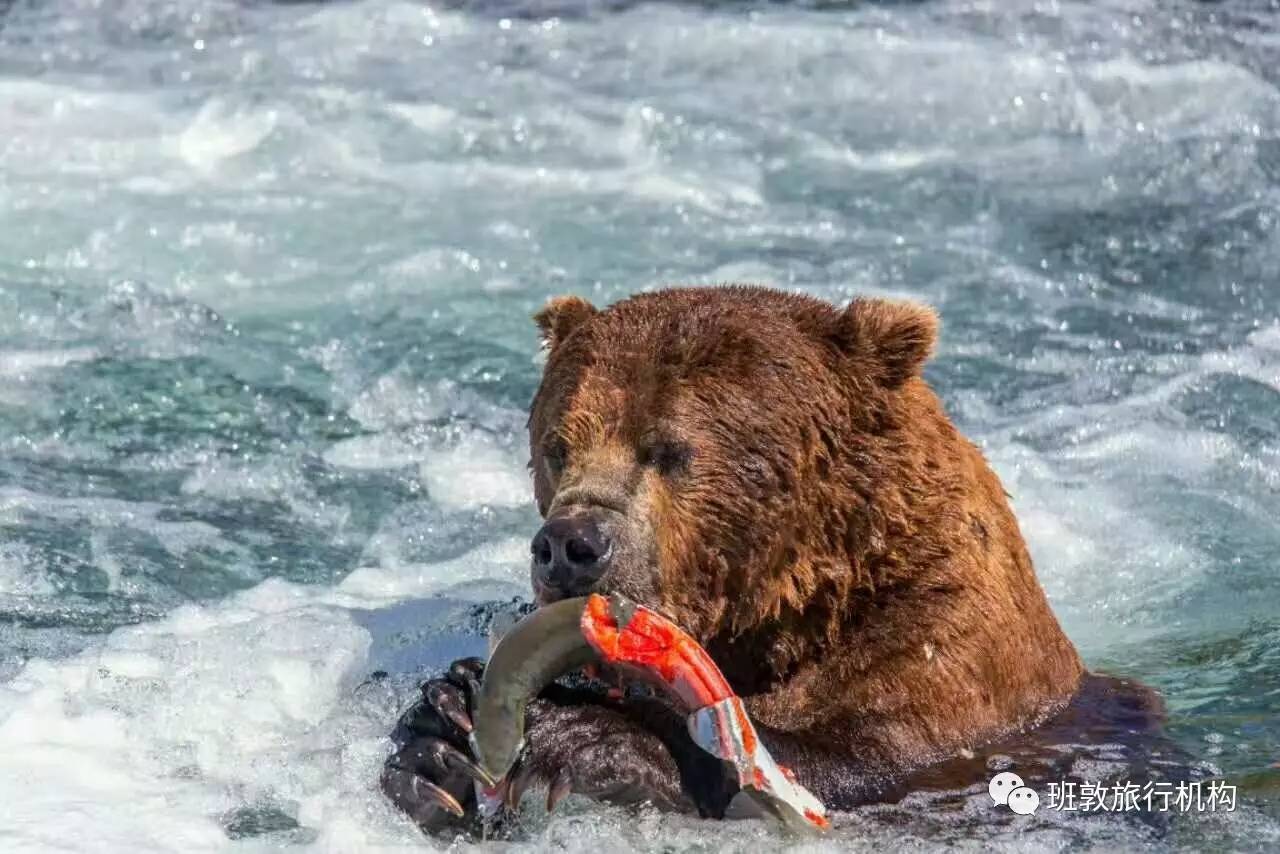 鮭魚圖片_鮭魚是三文魚嗎_鮭魚