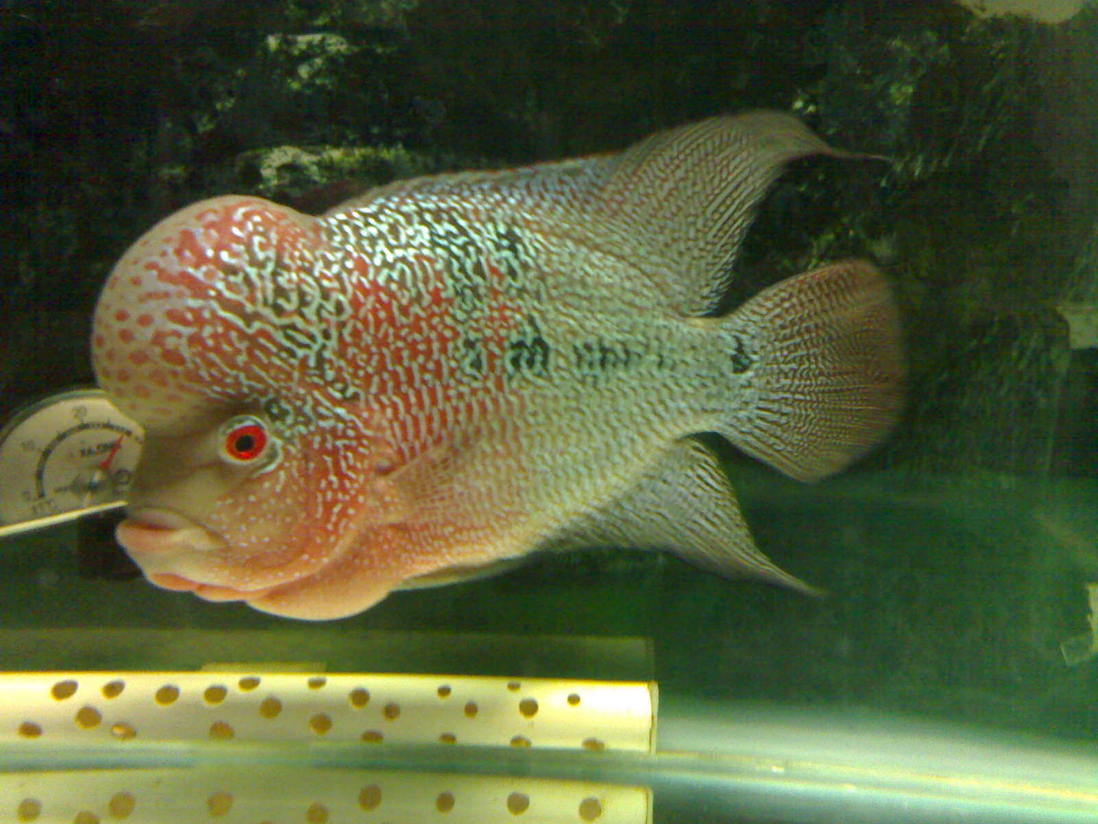 羅漢魚壽命最長的品種_羅漢魚平均壽命_羅漢魚的壽命