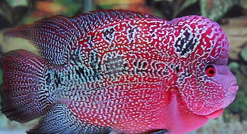 羅漢魚的壽命_羅漢魚壽命最長的品種_羅漢魚平均壽命