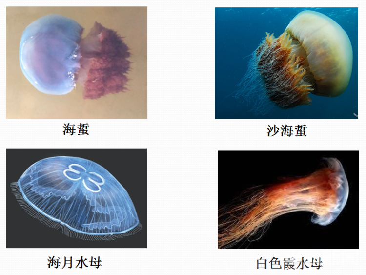 水母能吃嗎_水母可以吃_水母是否可以吃