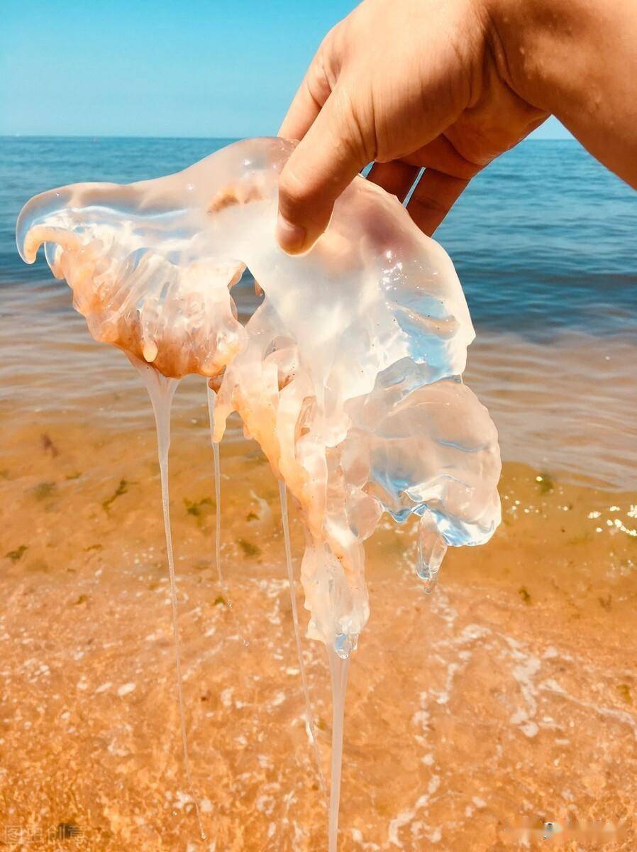 水母可以吃_水母能吃嗎_水母是否可以吃