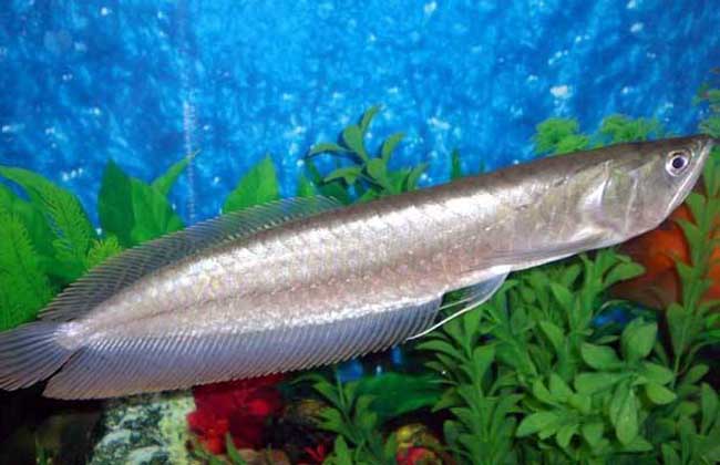 銀龍魚售價_銀龍魚價格_銀龍魚市場價