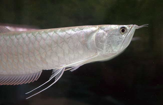 銀龍魚售價_銀龍魚市場價_銀龍魚價格