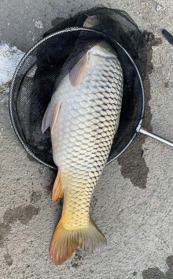 鯽魚技巧野釣圖解_野釣鯽魚技巧_鯽魚技巧野釣視頻