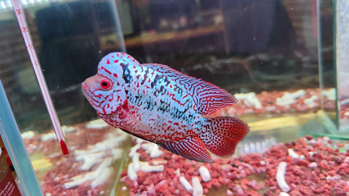 金花羅漢魚_金花羅漢魚視頻_金花羅漢魚飼養技巧