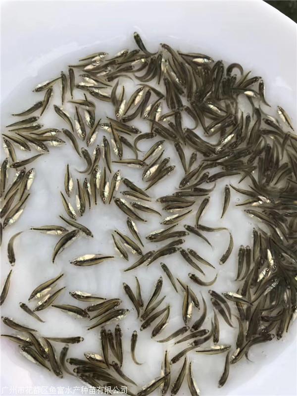 加州鱸魚_加州鱸魚和鱸魚的區別_加州鱸魚養殖技術