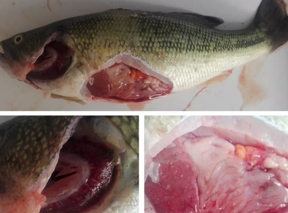 加州鱸魚生長周期_加州鱸魚_加州鱸魚水霉病怎么治