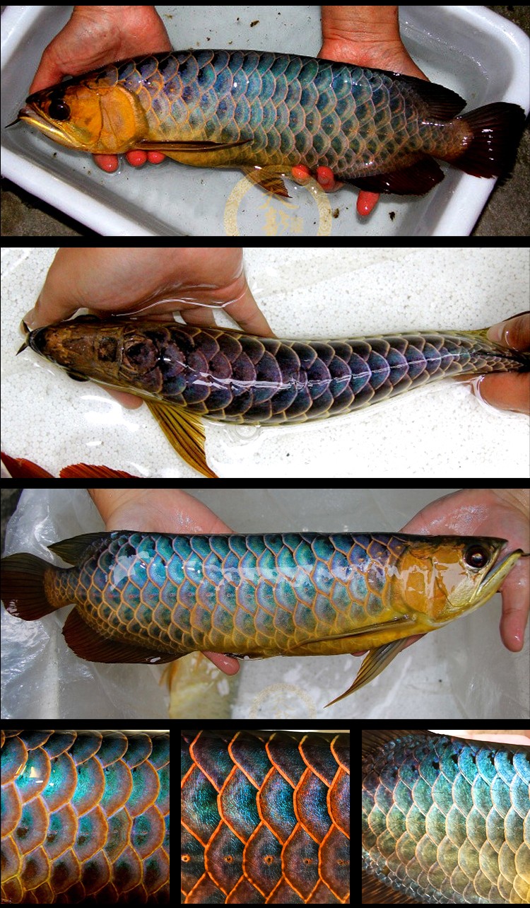 cnfish觀賞魚論壇_觀賞魚論壇_觀賞魚吧百度貼吧