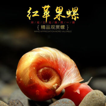 福壽螺到底能不能吃_能吃福壽螺的動物_能吃福壽螺的魚