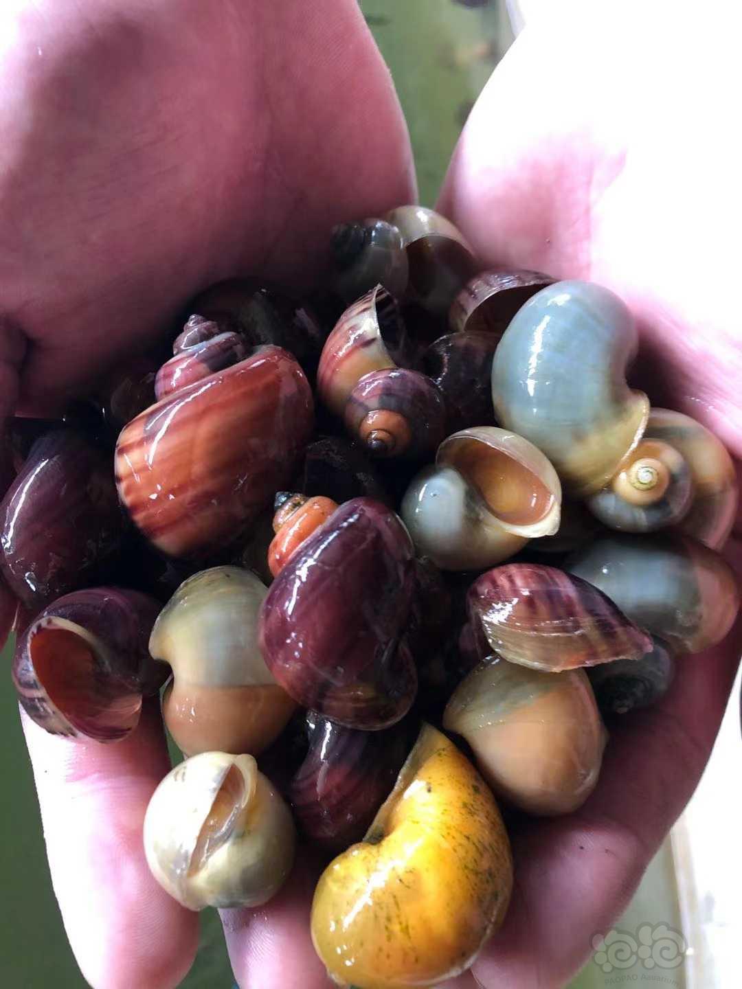 能吃福壽螺的動物_福壽螺到底能不能吃_能吃福壽螺的魚