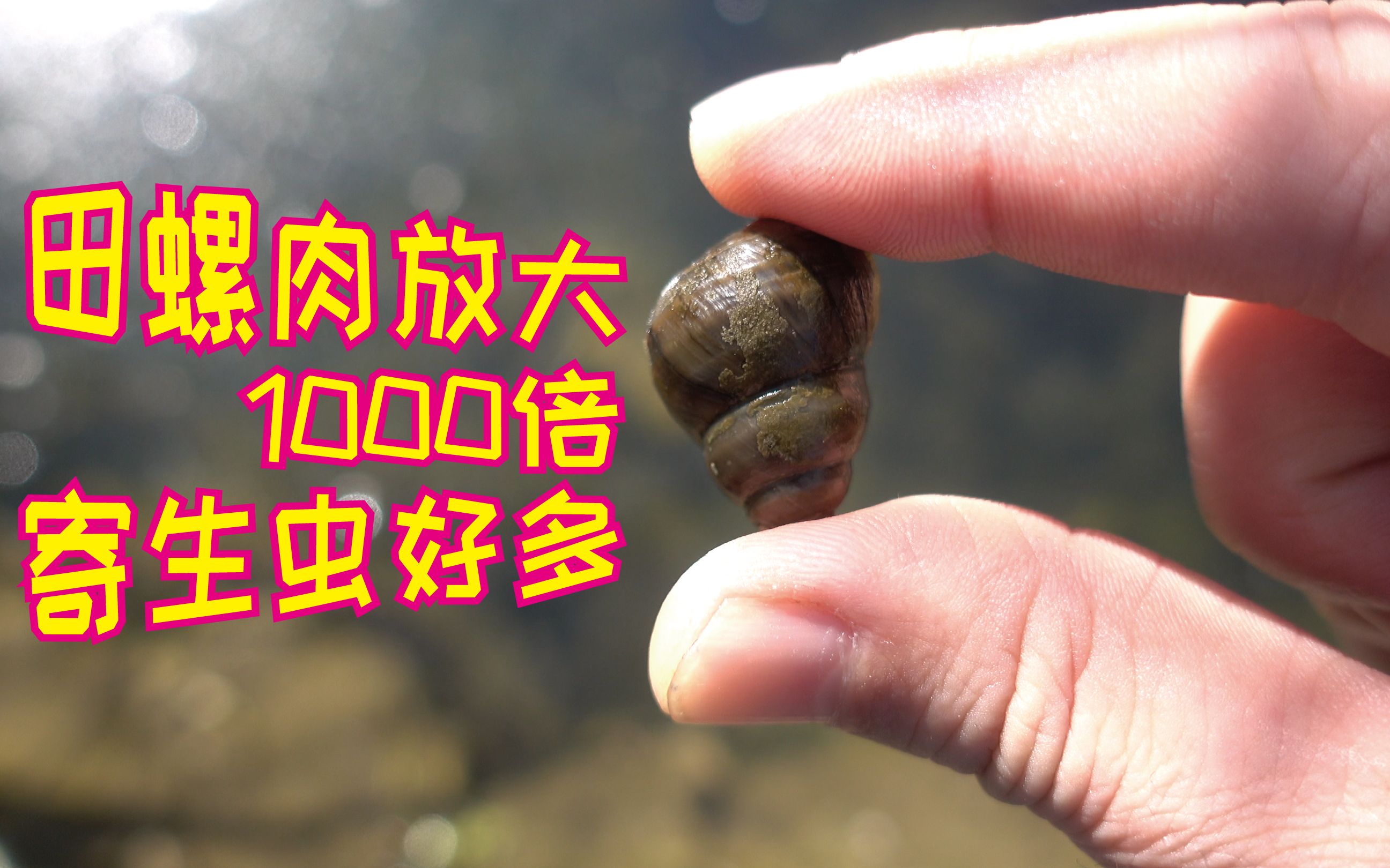 福壽螺到底能不能吃_能吃福壽螺的地方有哪些_能吃福壽螺嗎有毒嗎