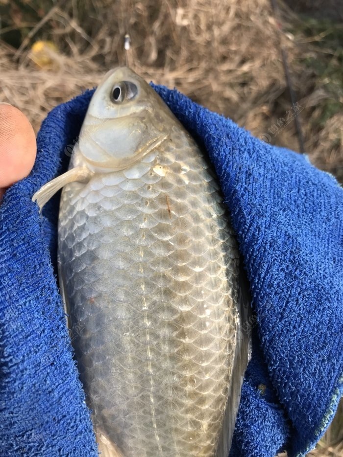 水庫釣鯽魚_釣水庫鯽魚什么餌料好_釣水庫鯽魚用什么餌料