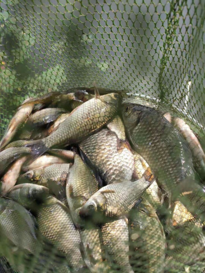 釣水庫鯽魚什么餌料好_釣水庫鯽魚用什么餌料_水庫釣鯽魚