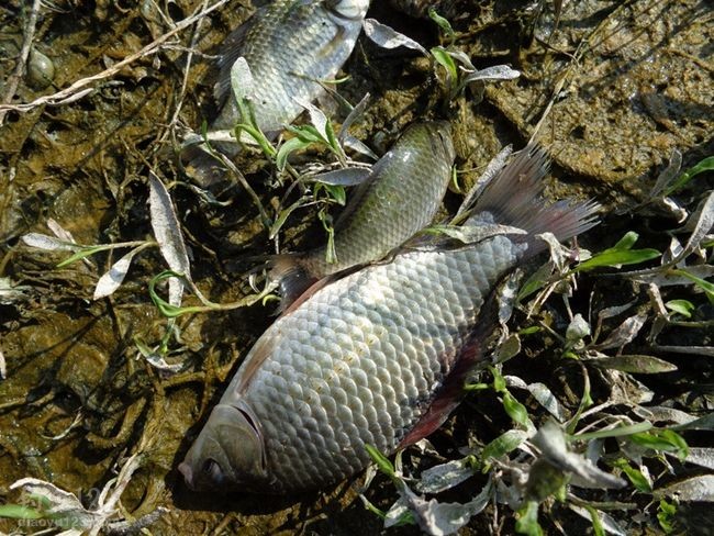 水庫釣鯽魚_釣水庫鯽魚什么餌料好_釣水庫鯽魚用什么餌料