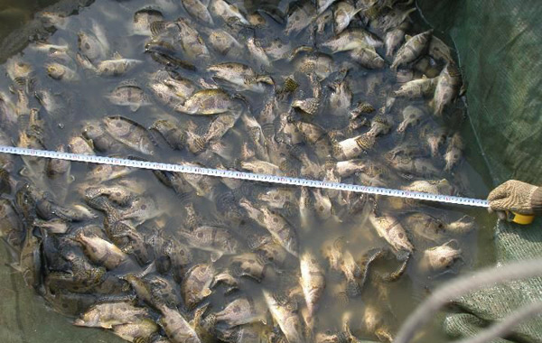 養殖鱖魚需要注意什么_養殖鱖魚吃什么飼料_鱖魚養殖