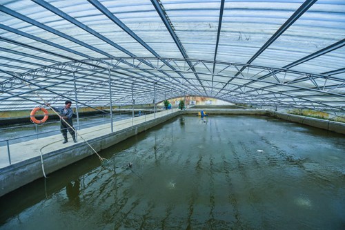 鱖魚養殖 2001年棄保安工作回家養魚