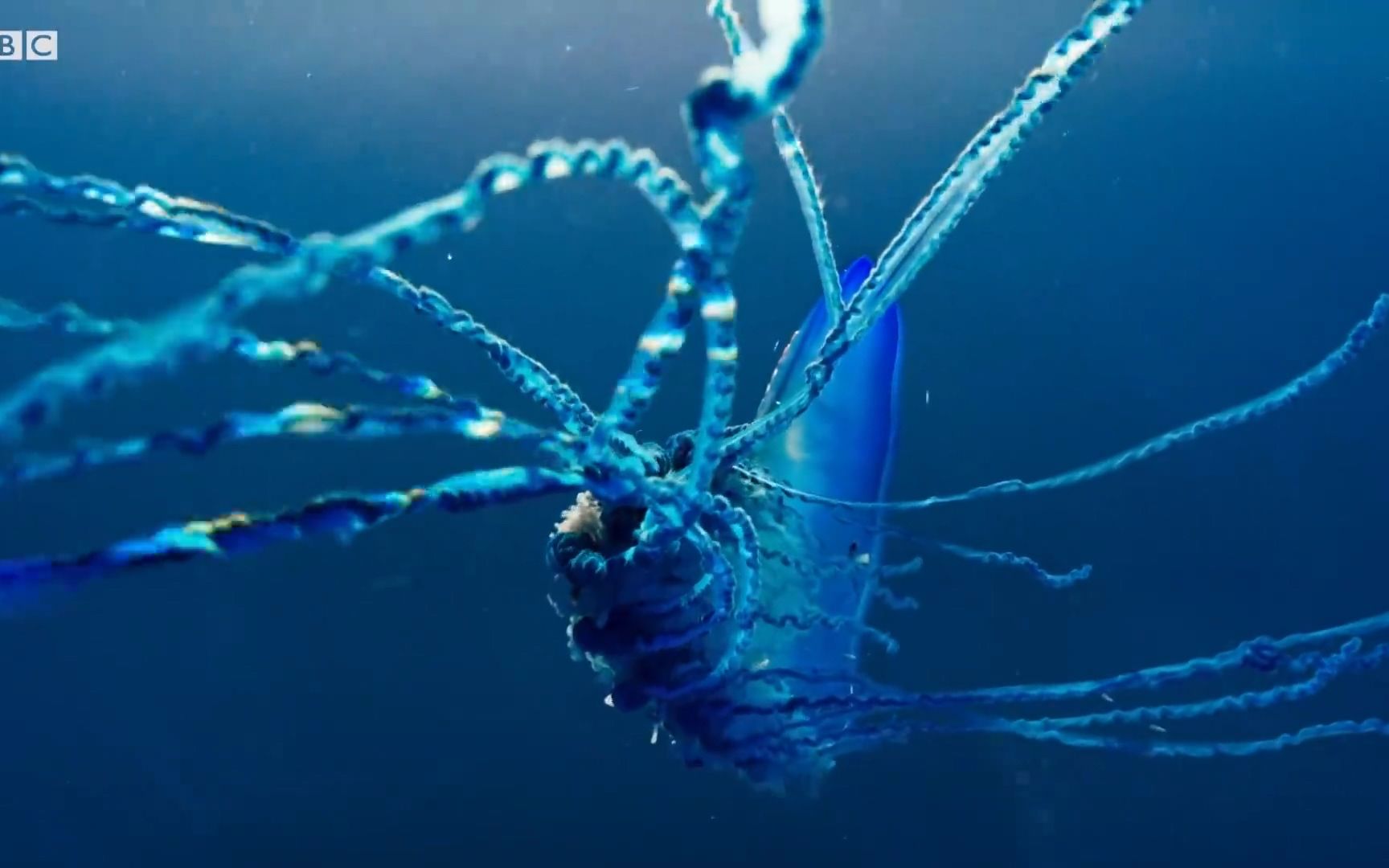 抖音之前很流行的“水母手勢舞”你會嗎？