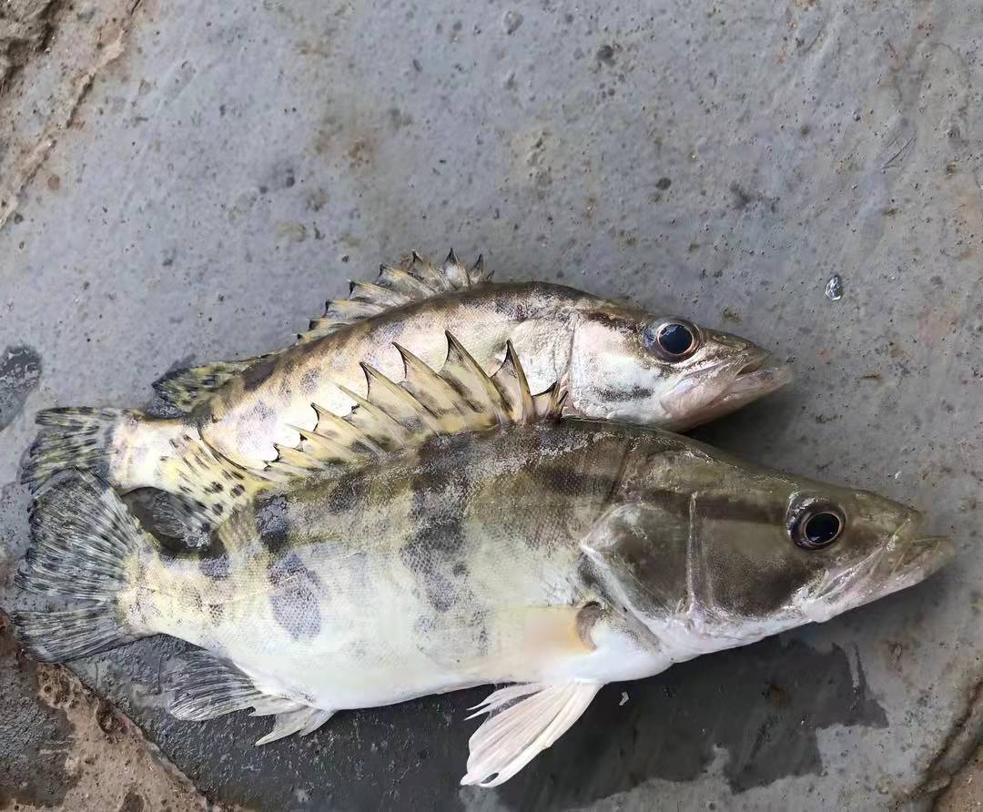 養殖鱖魚吃什么飼料_養殖鱖魚需要注意什么_鱖魚養殖