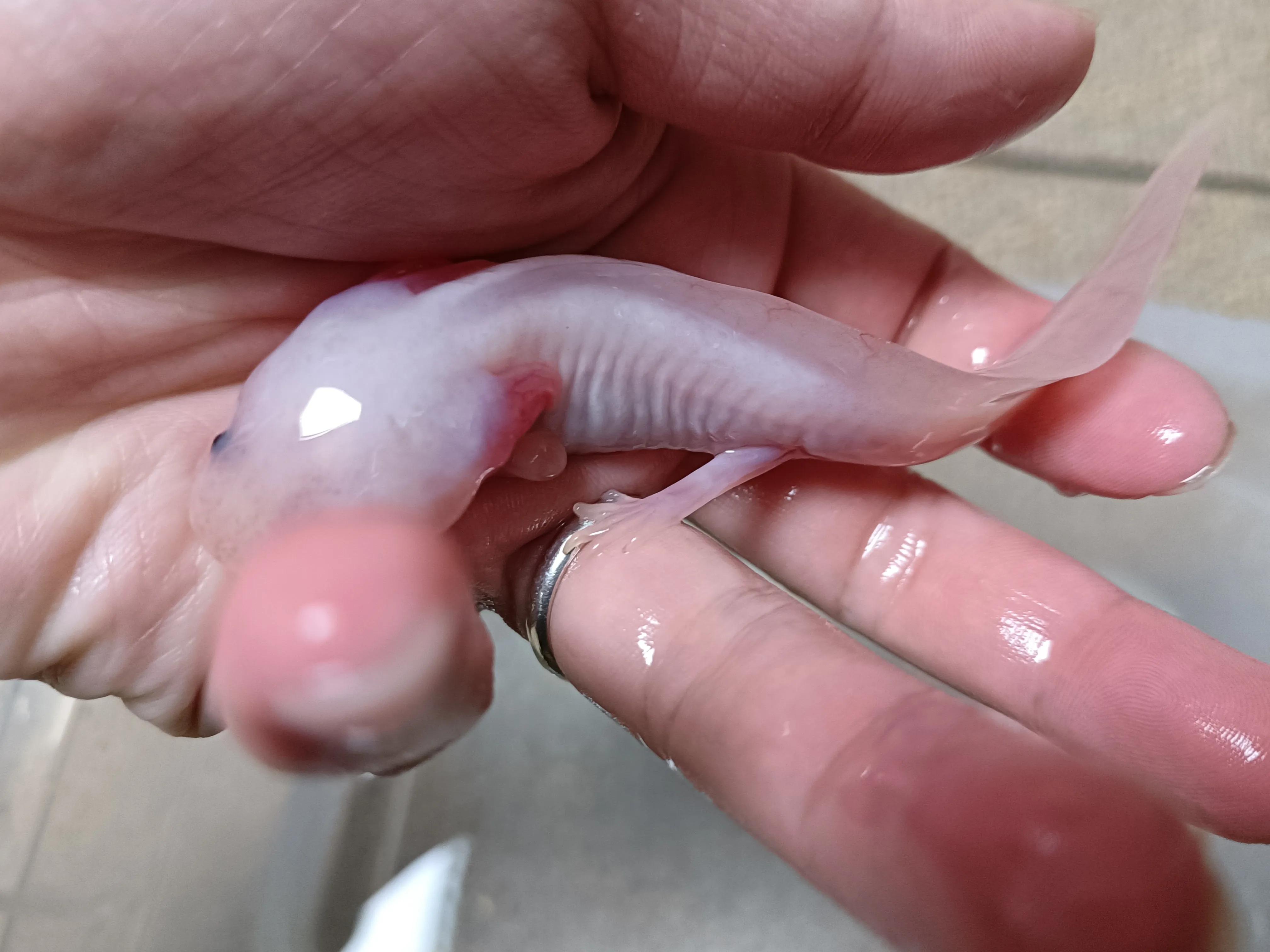 恐龍六角魚圖片_六角恐龍魚_恐龍六角魚有多少錢一只