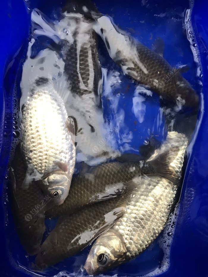 冬天釣魚技巧_冬天釣魚技術_冬天釣魚法則