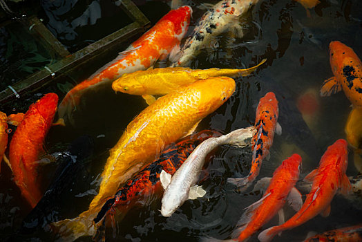 錦鯉魚苗怎么喂養_錦鯉魚苗_錦鯉魚苗一年能長多大