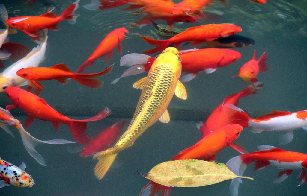 錦鯉魚苗怎么喂養_錦鯉魚苗一年能長多大_錦鯉魚苗